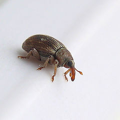 photo "~Weevil~"