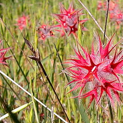 photo "Another Wild Flower"