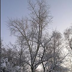 album "Nature"
