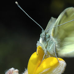 photo "Butterfly I"