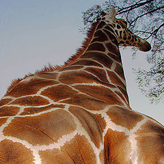 фото "Жирафа"