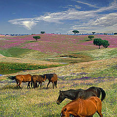 photo "Horses in spring field"