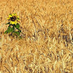 photo "Seed with bread"