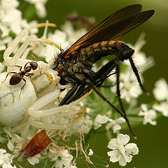 фото "Misumena vatia ...and Friends"