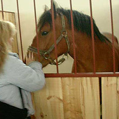 photo "The Horse Day- Siedlec-Poland"