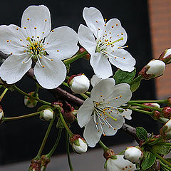 photo "Cherry Blossom: beauty for 3 days"