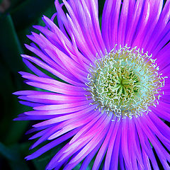 photo "Violet flower"