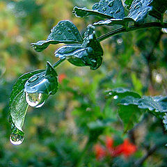 photo "last drops of rain..."