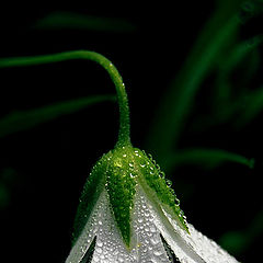 photo "Pearls"