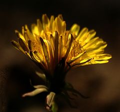 photo "dandelion"