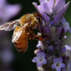 photo "Worker Bee"