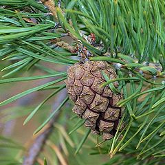 photo "Aroma of a spring pine wood"