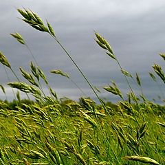 photo "Green & Gray"