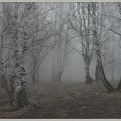 photo "Morning in a birch wood"