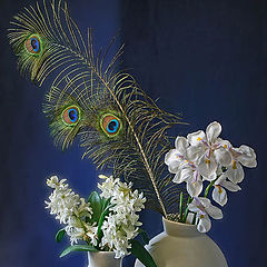 photo "Feathers & Irises"