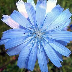 photo "Blue flower"