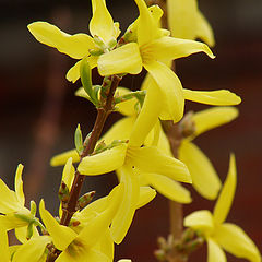 photo "Colours of the summer: yellow"