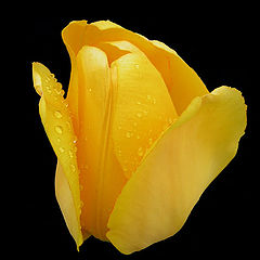 photo "tulip#3"