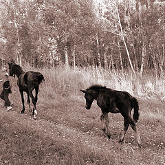 photo "Slow stepping"