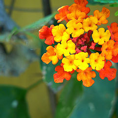 photo "Branch of flowers."