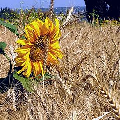 photo "Seeds and bread-2"