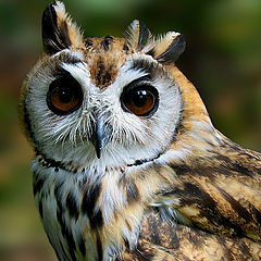 photo "Striped Owl"