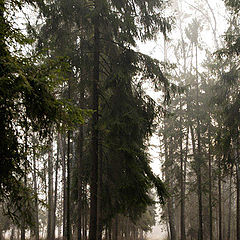 photo "In the fog"