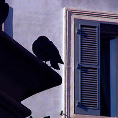 photo "Dove from Rome 1"