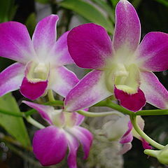 photo "Orchid"