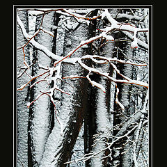 photo "Snow-clad branches"