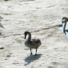 photo "Swan grief"