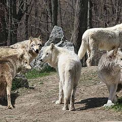 photo "Gathering of the Pack"