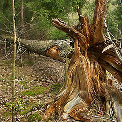 photo "Wood giant"