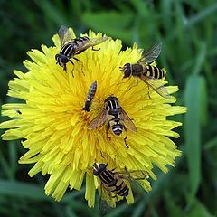 photo "Dandelion"