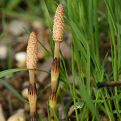 photo "Mushrooms"