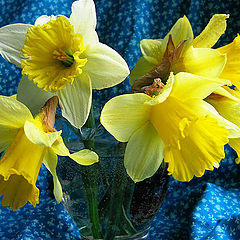 photo "Narcissi"