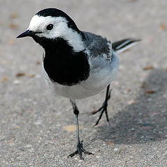 photo "Wagtail"