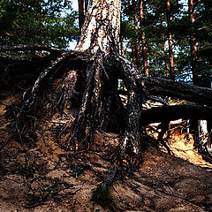 photo "Ghost from underground"