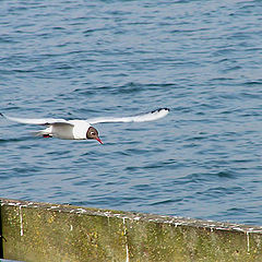 photo "low flight"