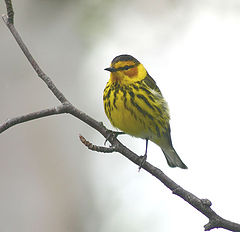 photo "Cape May Warbler"