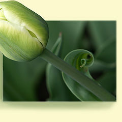 photo "Tulip"