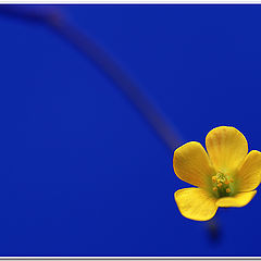 photo "yellow flower"