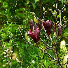 фото "Пора цветения..."