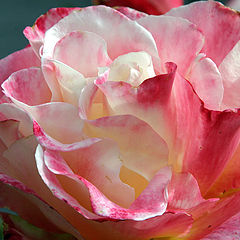 фото "Untamed Rose"