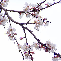 photo "Oriental cherry"