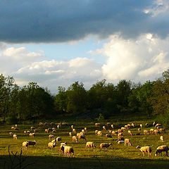 photo "The herd in an evening light"