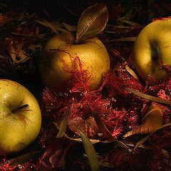 фото "About apples"