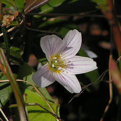 фото "White"