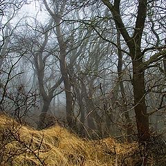 photo "Gloomy wood during a time of awakening..."