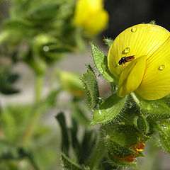 фото "Yellow Beauty and an Insect"